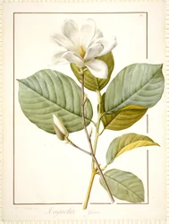 Magnolia Yulan, Magnolia Denudata, 1812